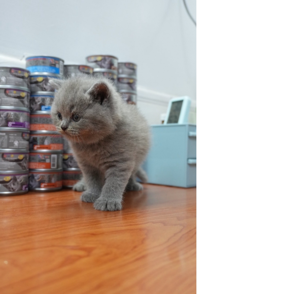 淺藍英短貓咪(2025.08.02誕生)*