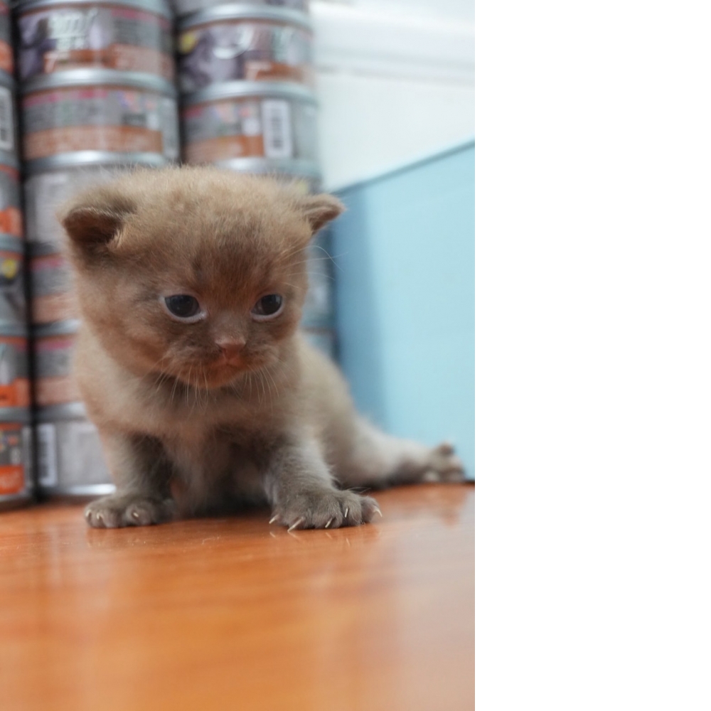 巧克力英短貓咪(2025.08.12誕生)*