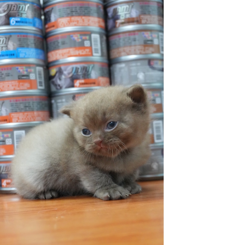 巧克力英短貓咪(2025.08.12誕生)*