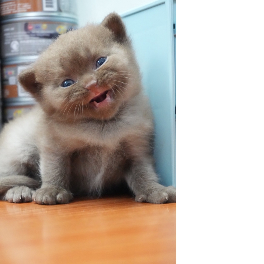 巧克力英短貓咪(2025.08.12誕生)*