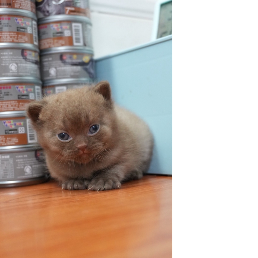 巧克力英短貓咪(2025.08.12誕生)*