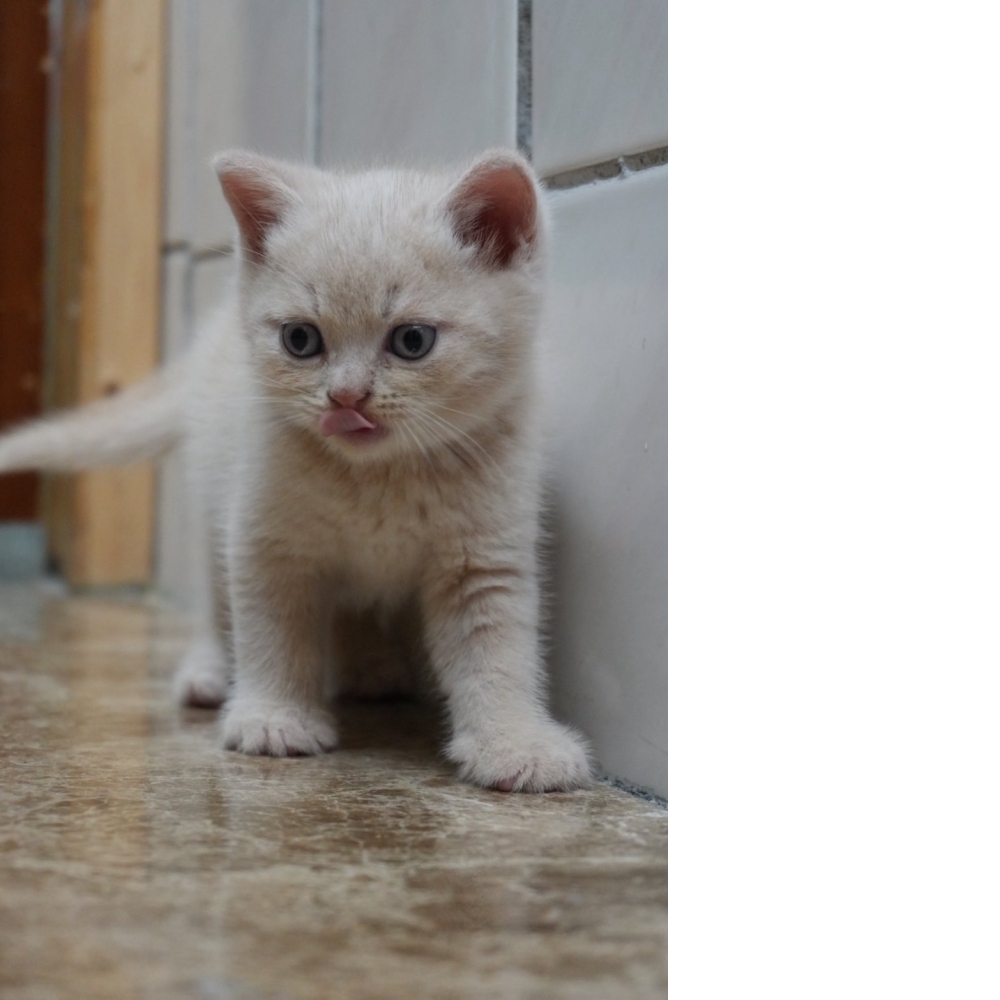 奶油英短貓咪(2025.08.12誕生)*