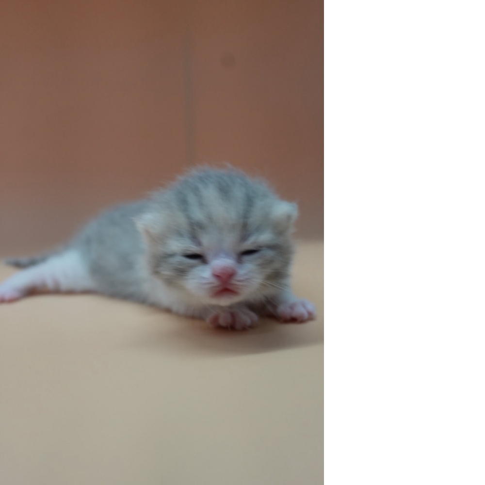 藍3花英短貓咪(20