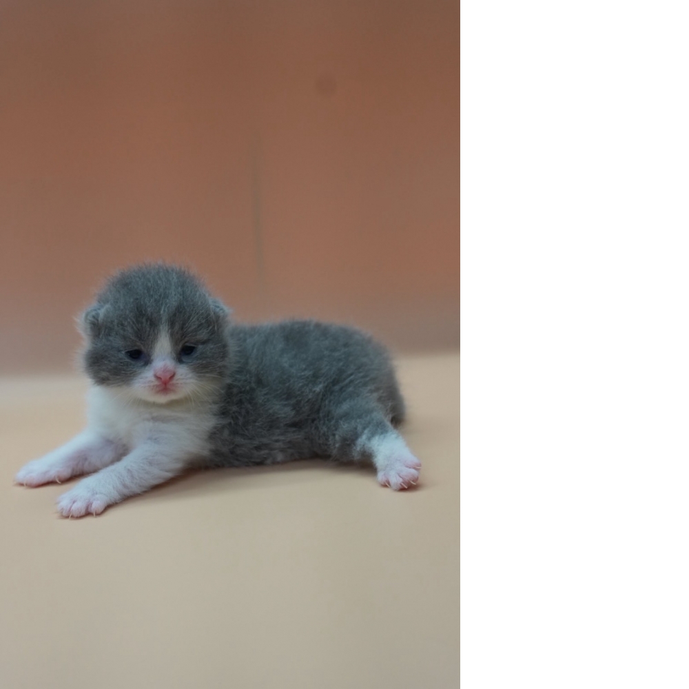 藍白賓士英短貓咪(2025.10.05誕生)*