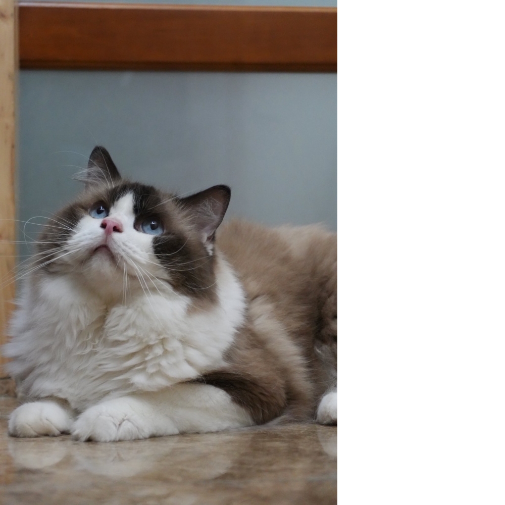 海豹雙色布偶貓咪(退