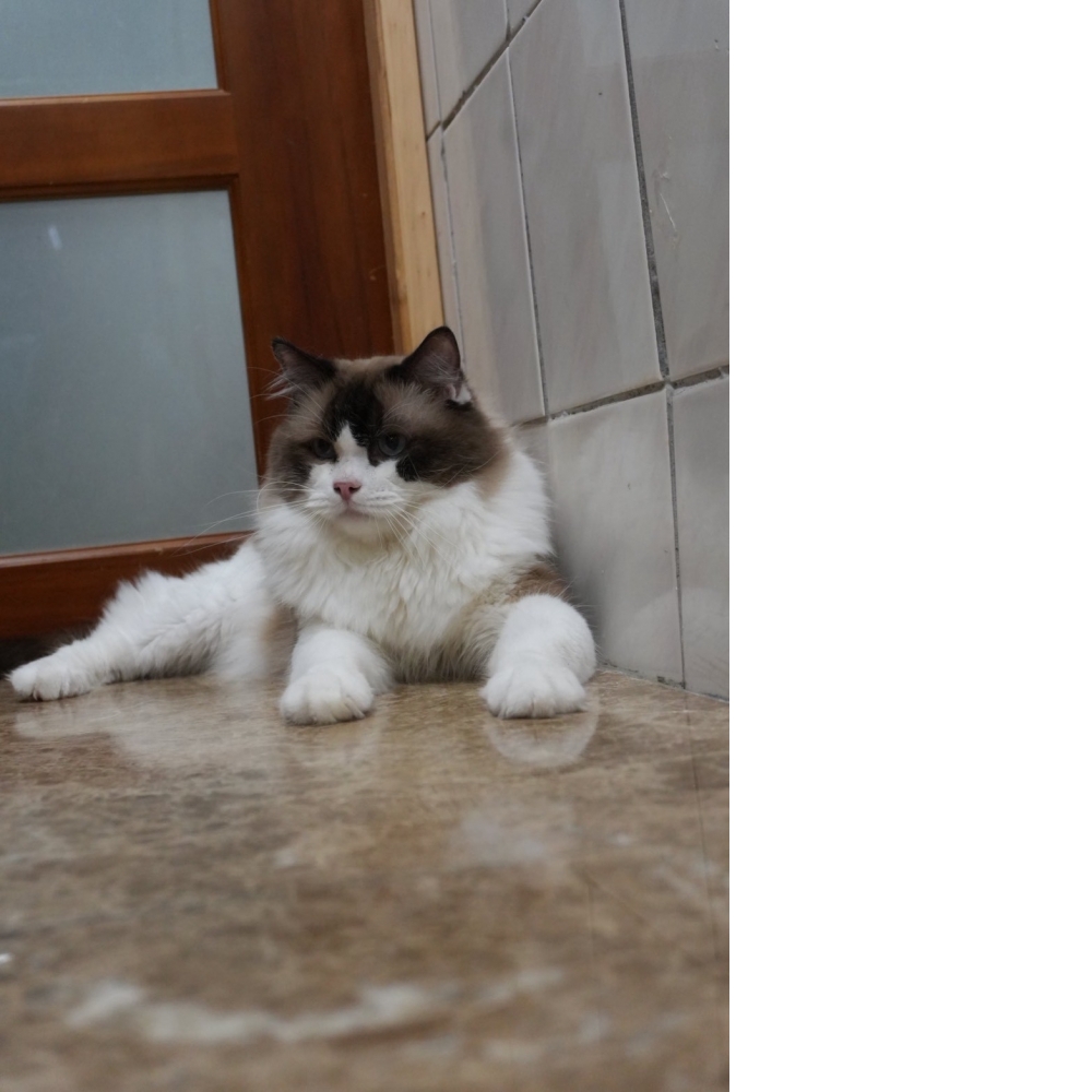 海豹雙色布偶貓咪(退