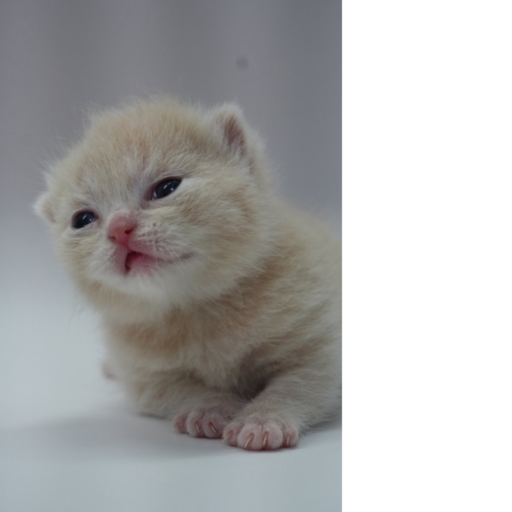 奶油英短貓咪(202