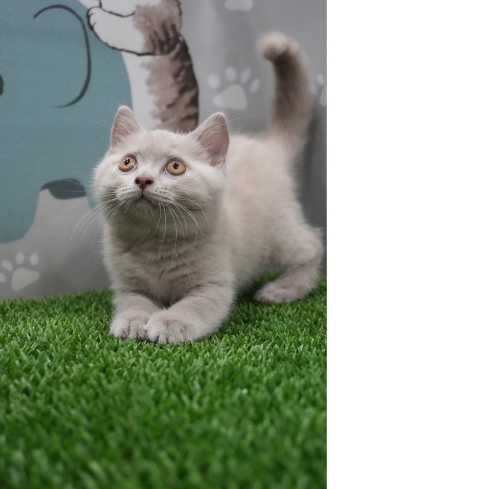 紫丁香英短貓咪(20