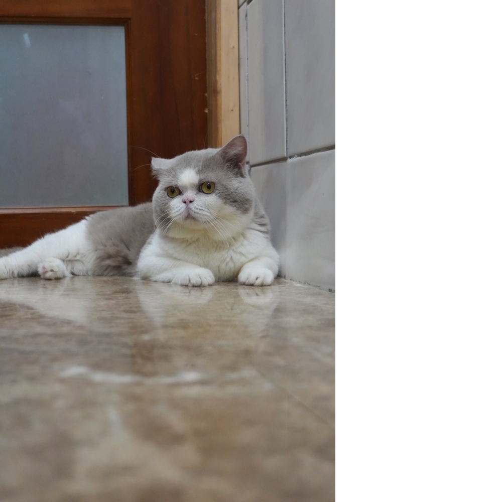 紫丁香賓士英短貓咪(退休種公)*