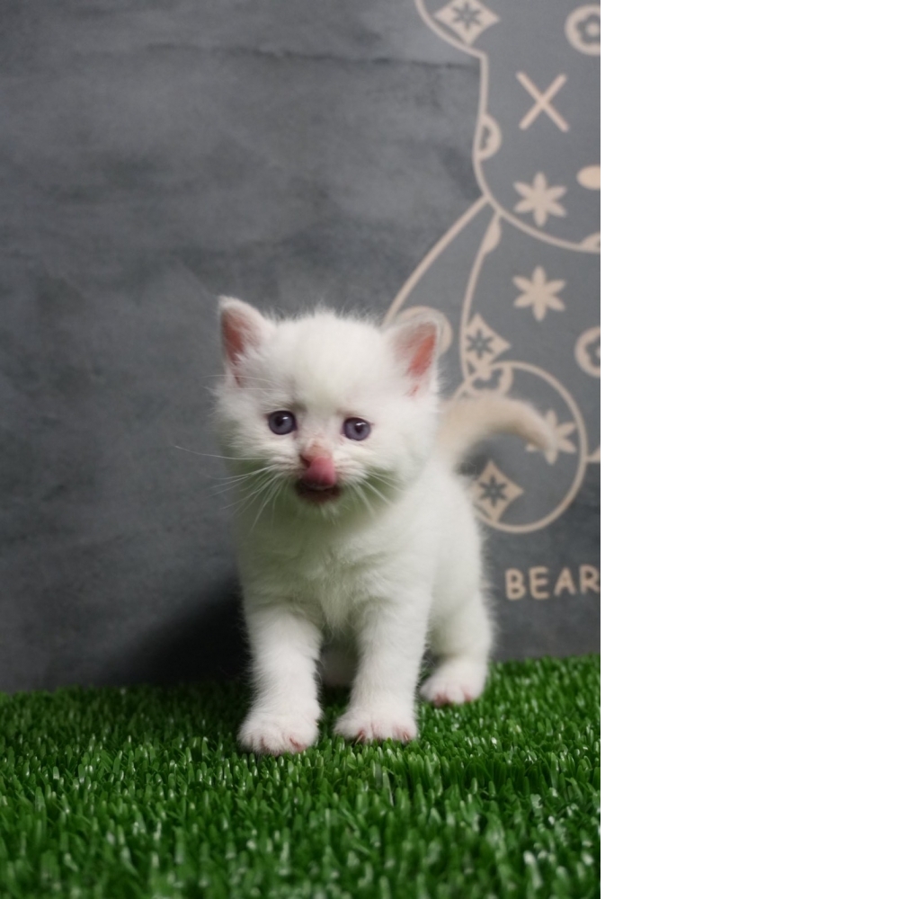 (梵色)布偶色英短貓