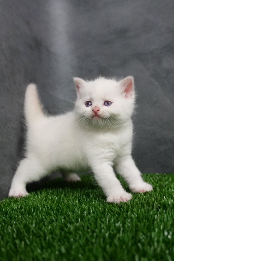 (梵色)布偶色英短貓咪(2025.10.05誕生)*