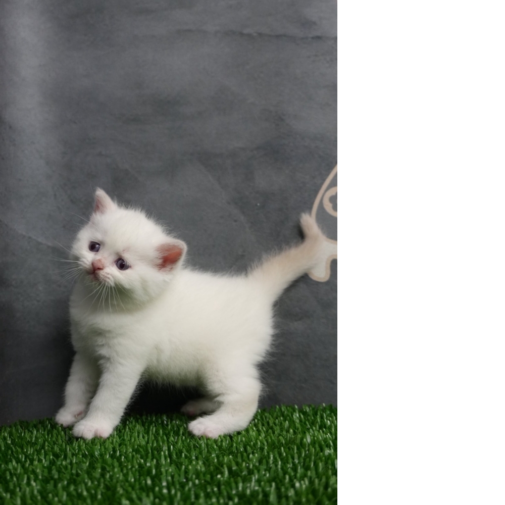 (梵色)布偶色英短貓咪(2025.10.05誕生)*