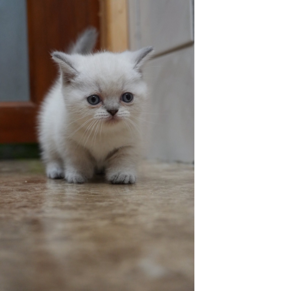 布偶色曼赤肯貓咪(2