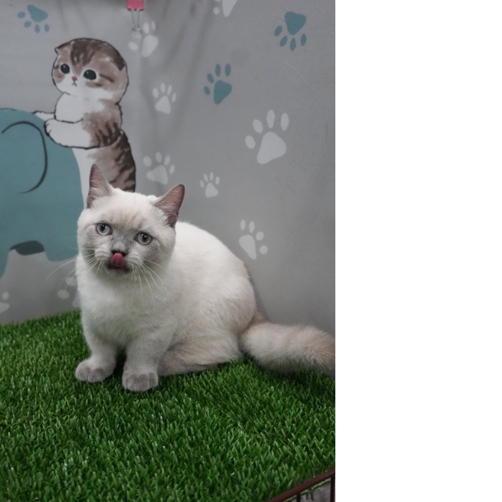 布偶色曼赤肯貓咪(2