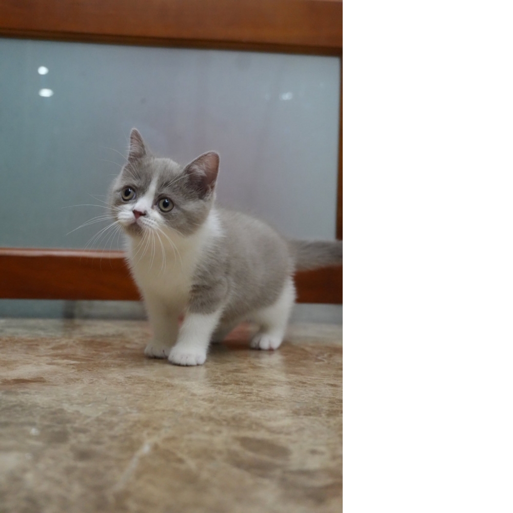 紫丁香賓士英短貓咪(