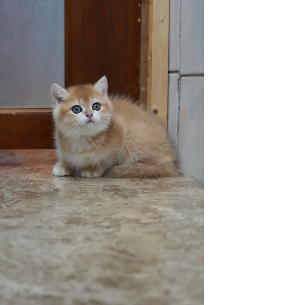 ay12金漸層英短貓咪(2025.10.02誕生)