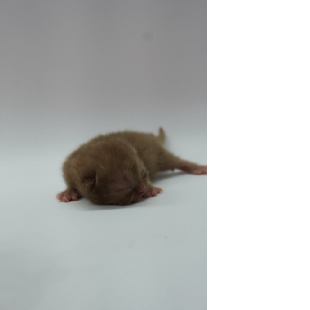 肉桂色英短貓咪(2025.12.05誕生)