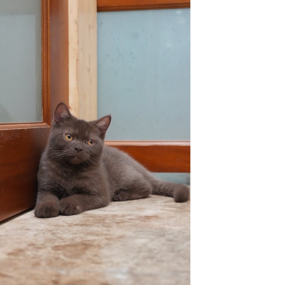 巧克力英短貓咪(2025.08.12誕生)*