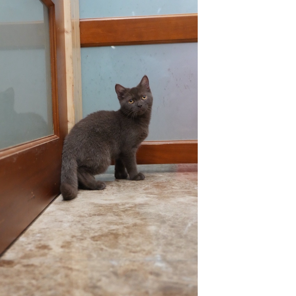 巧克力英短貓咪(2025.08.12誕生)*