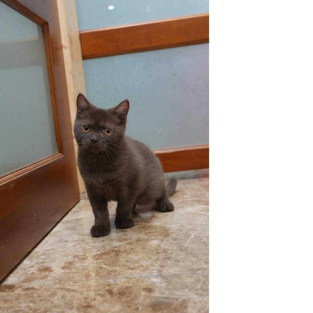 巧克力英短貓咪(2025.08.12誕生)*