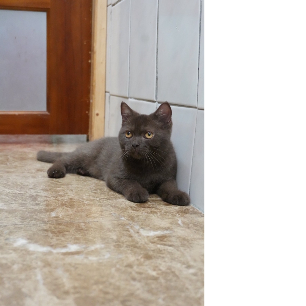 巧克力英短貓咪(2025.08.12誕生)*