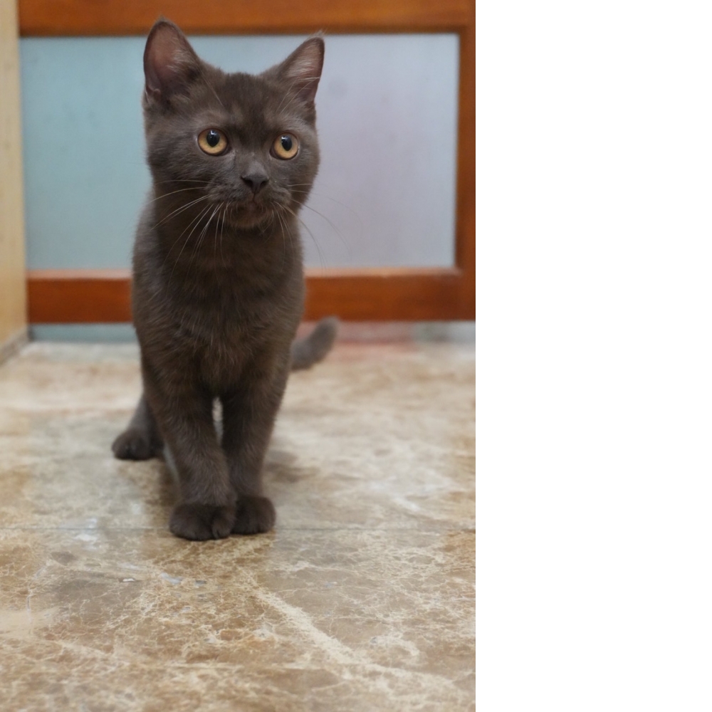 巧克力英短貓咪(2025.08.12誕生)*