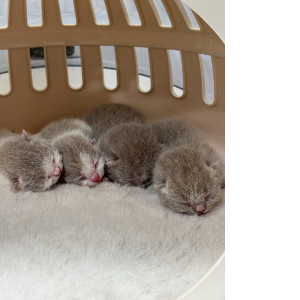 紫丁香英短貓咪&紫丁