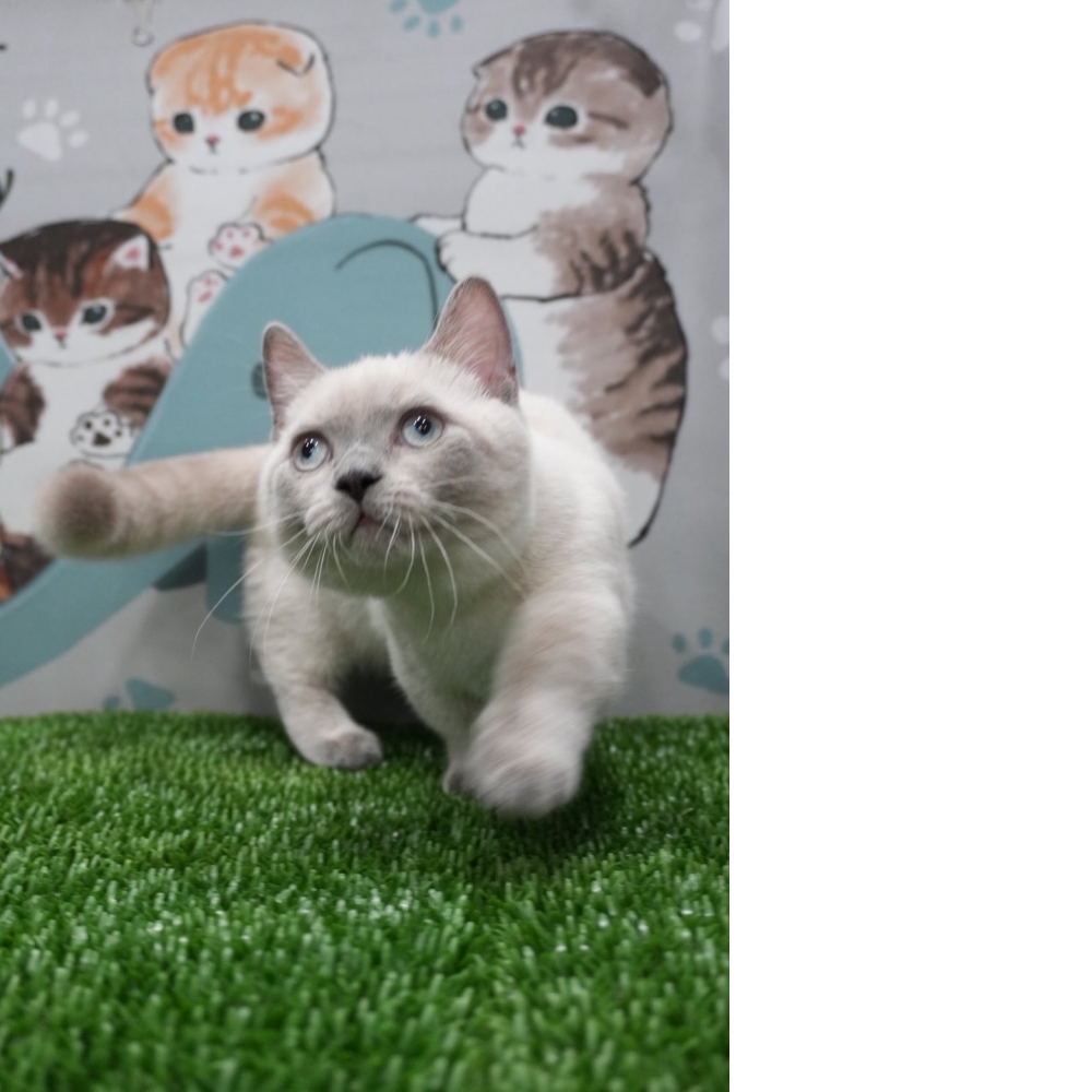 布偶色曼赤肯貓咪(2025.07.09誕生)