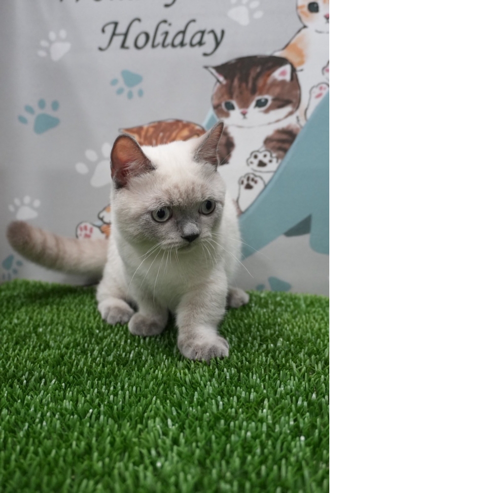 布偶色曼赤肯貓咪(2025.07.09誕生)