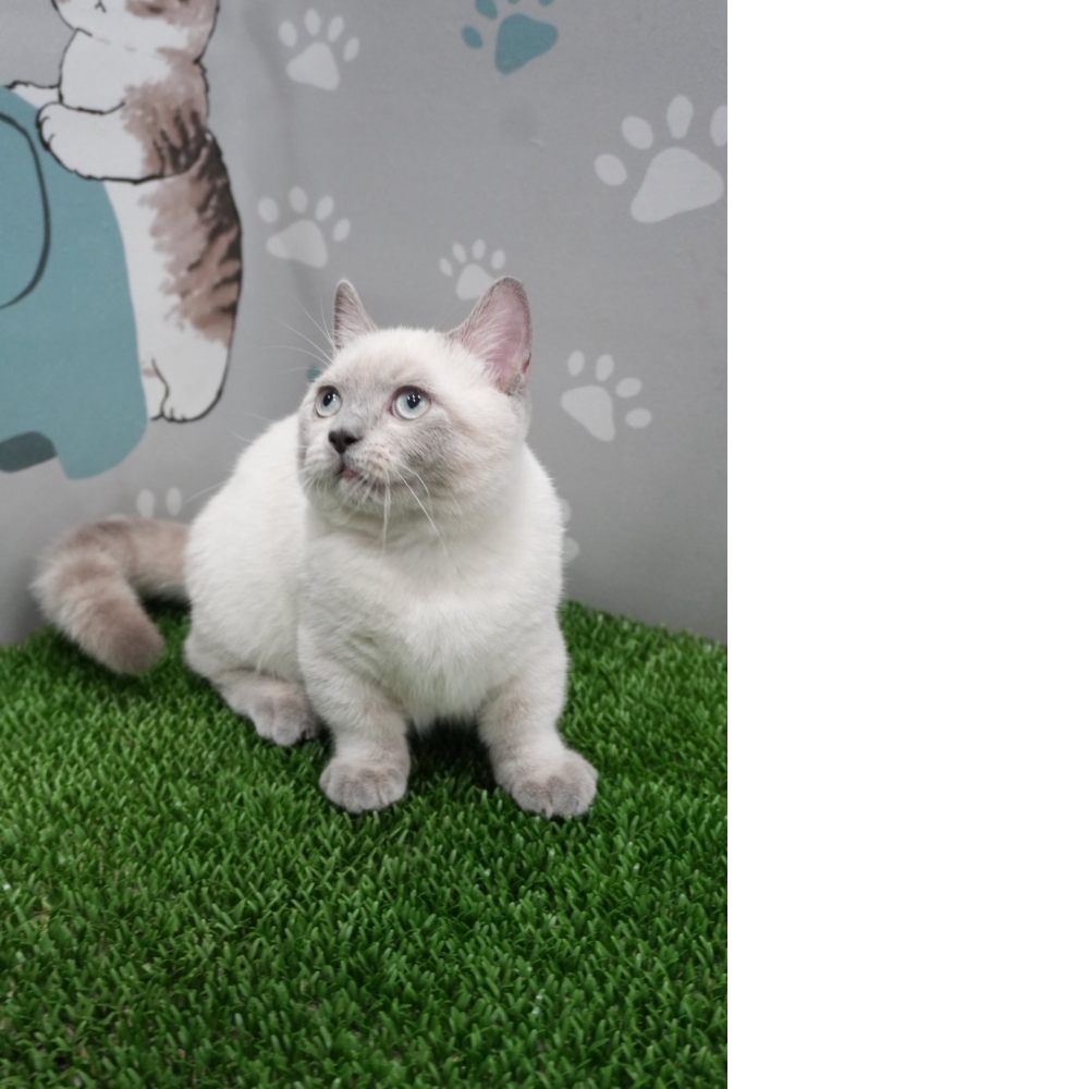 布偶色曼赤肯貓咪(2025.07.09誕生)