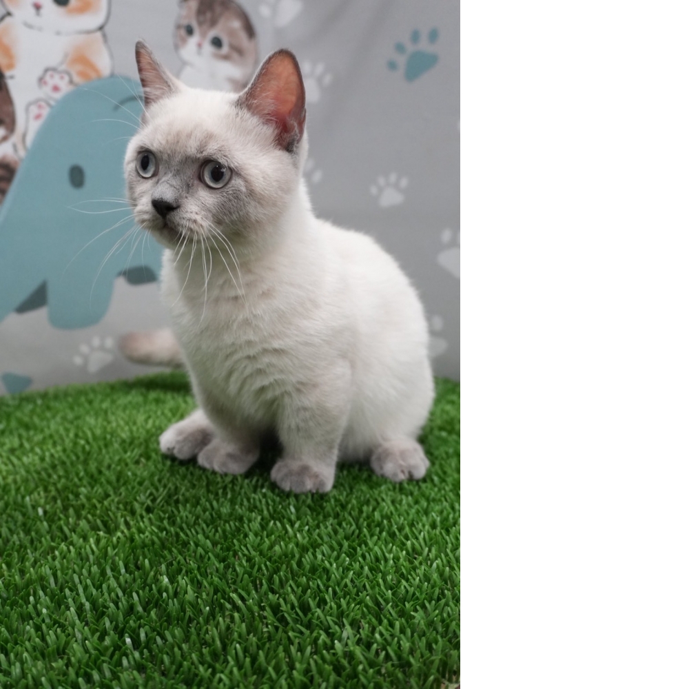布偶色曼赤肯貓咪(2025.07.09誕生)