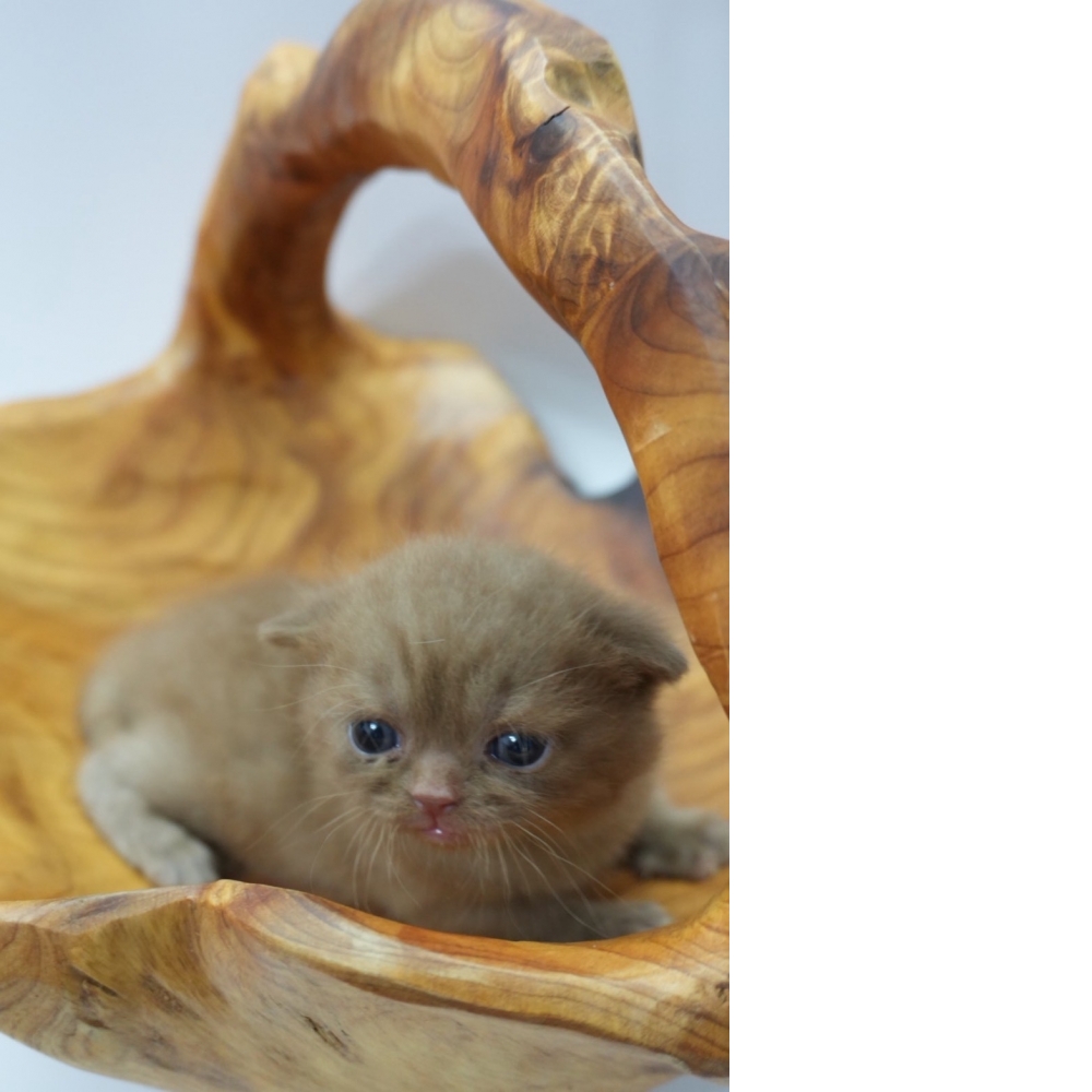 肉桂色英短貓咪(20