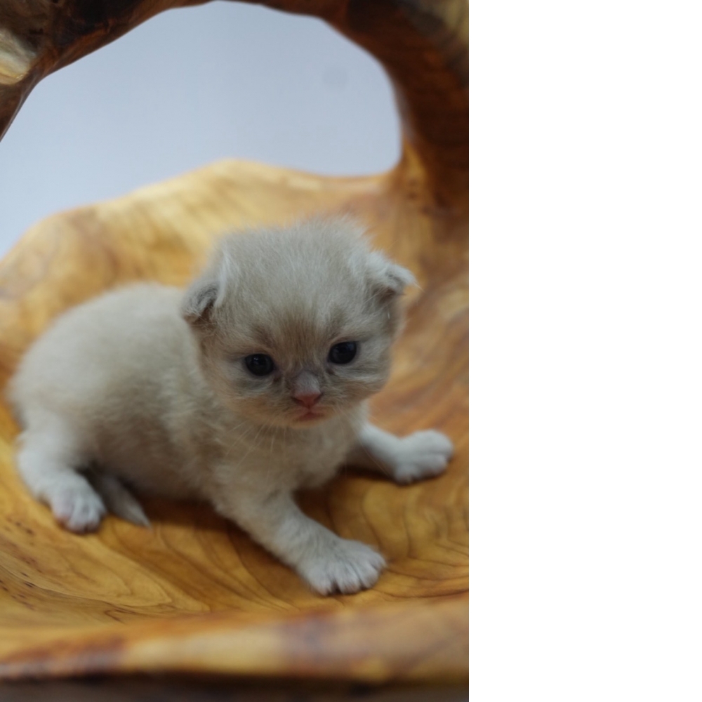 紫丁香英短貓咪(20