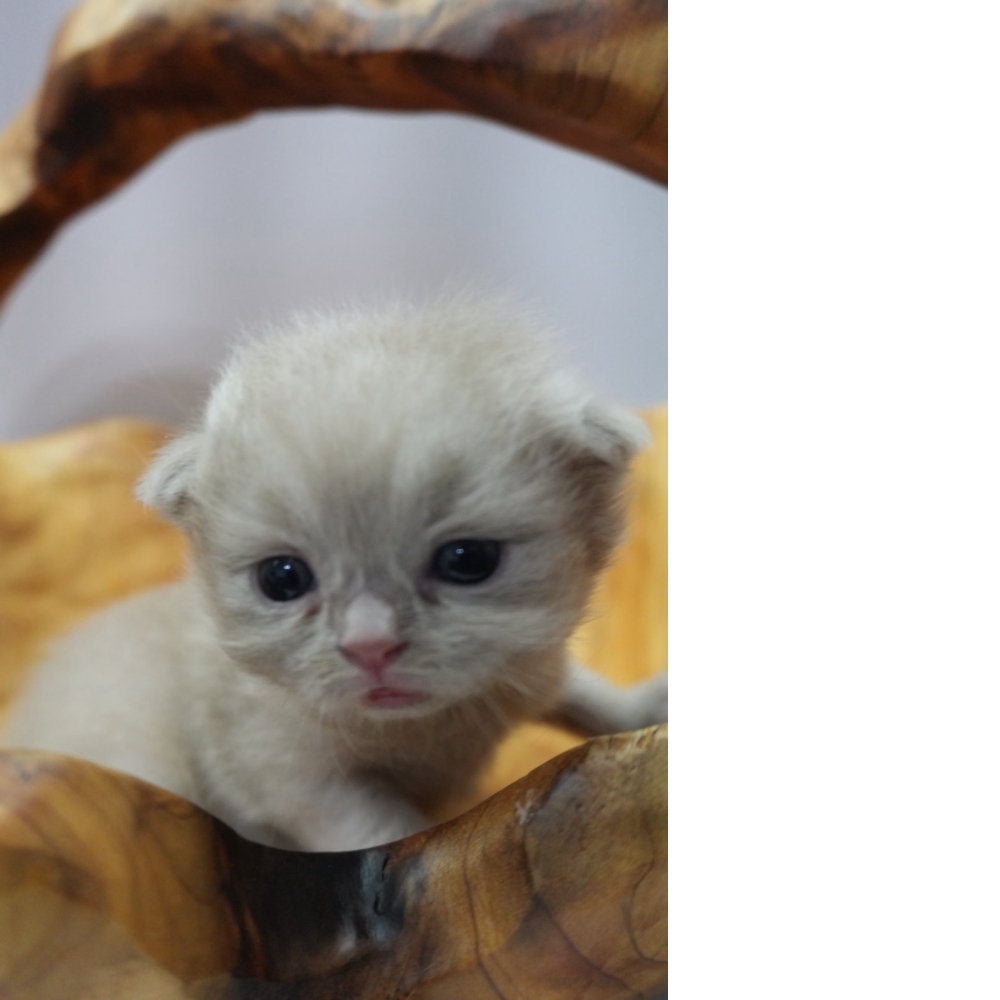 紫丁香英短貓咪(20