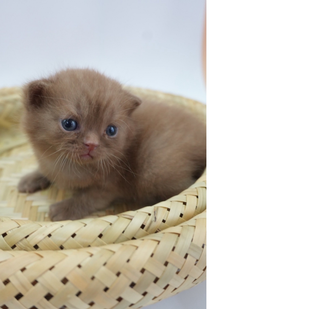 紫丁香英短貓咪&肉桂