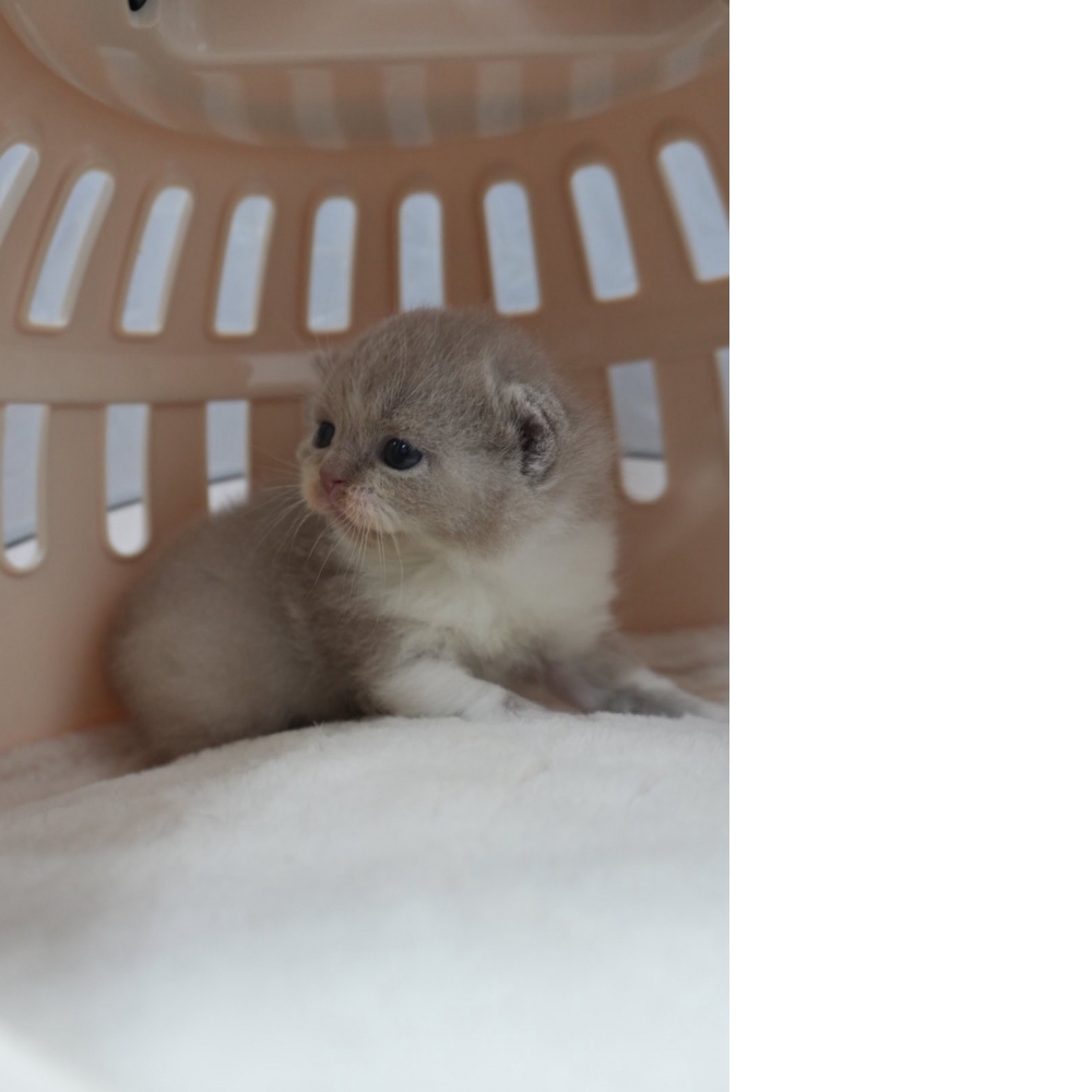 紫丁香多白英短貓咪(2025.12.12誕生)*