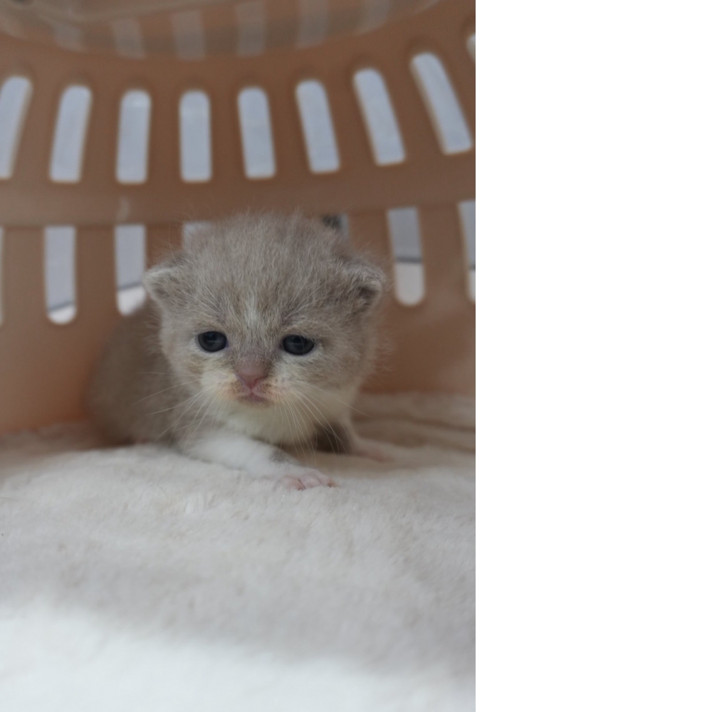 紫丁香多白英短貓咪(2025.12.12誕生)*