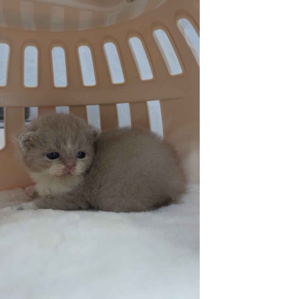 紫丁香多白英短貓咪(2025.12.12誕生)*