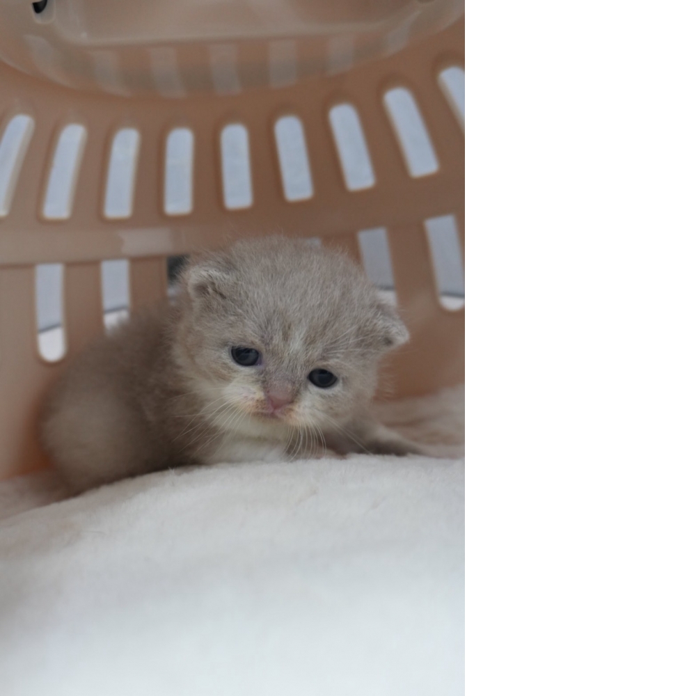 紫丁香多白英短貓咪(2025.12.12誕生)*