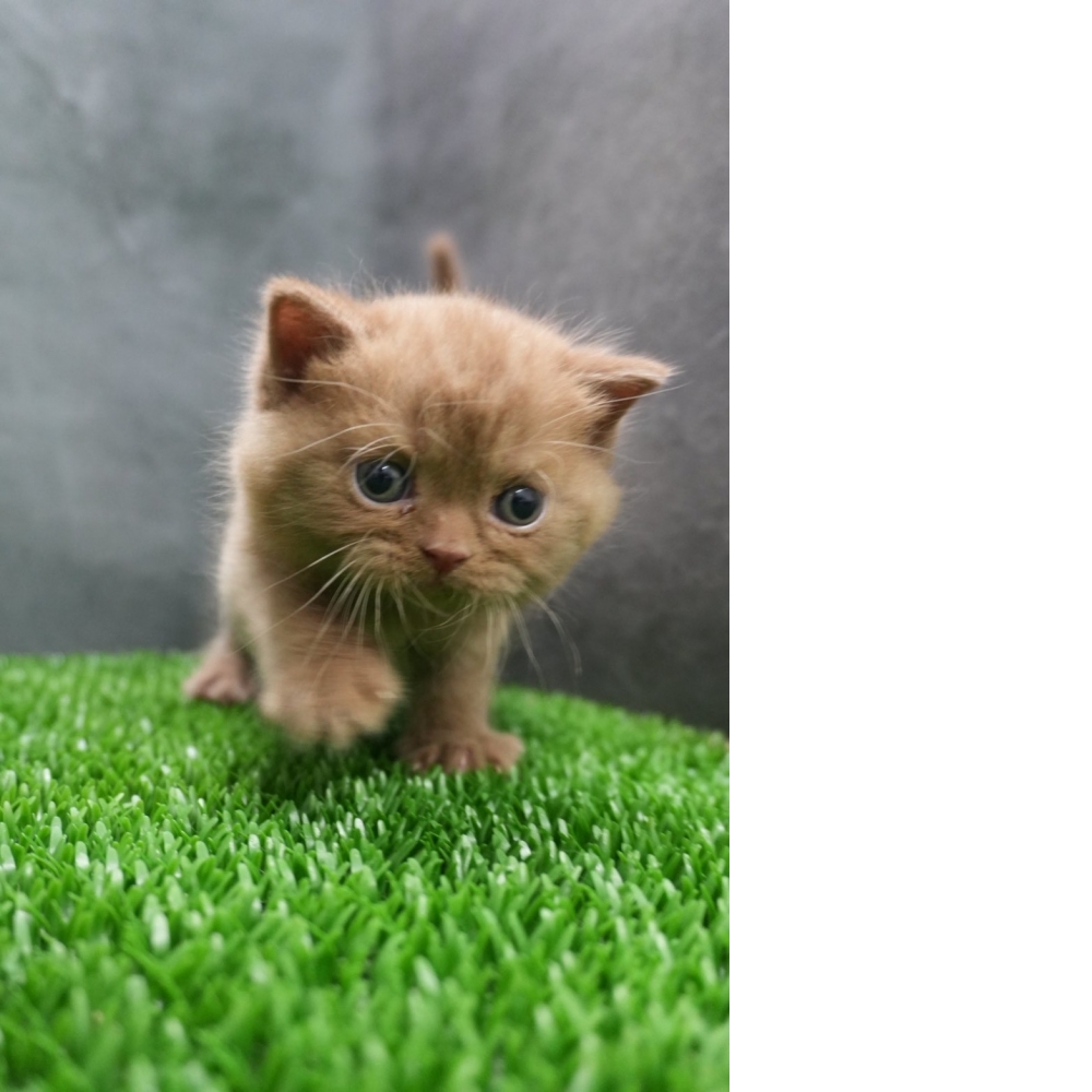 肉桂色英短貓咪(2025.12.05誕生)