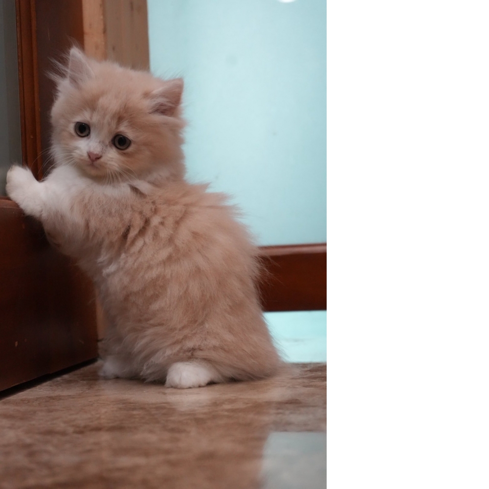 (奶油賓士)小步舞曲貓咪(短腿長毛)*