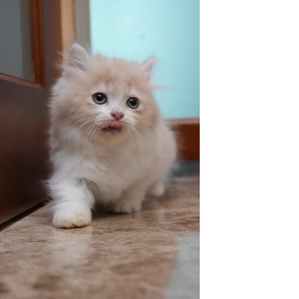 (奶油賓士)小步舞曲貓咪(短腿長毛)*