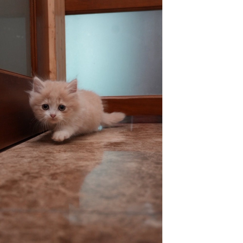 (奶油賓士)小步舞曲貓咪(短腿長毛)*