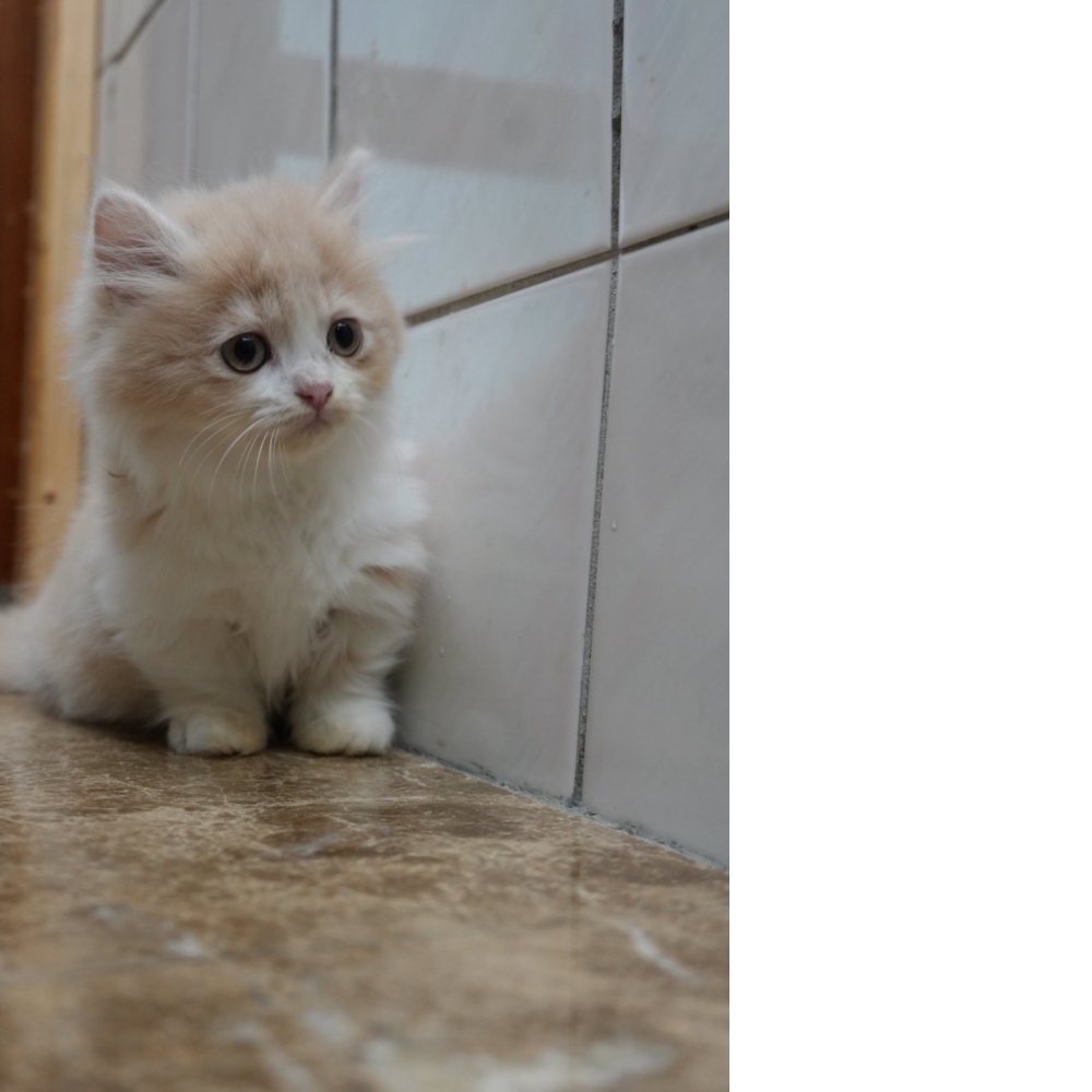 (奶油賓士)小步舞曲貓咪(短腿長毛)*