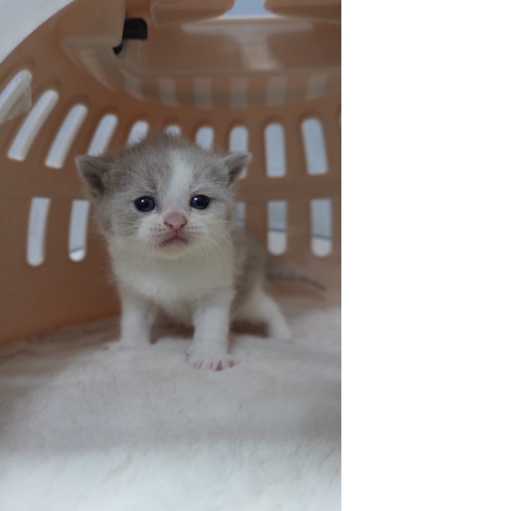 紫丁香賓士英短貓咪(