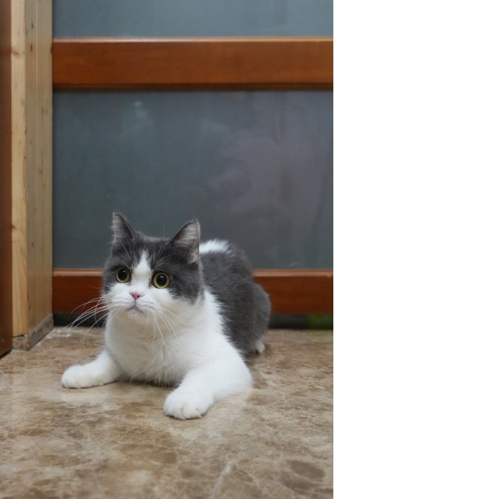 藍白賓士英短貓咪(退