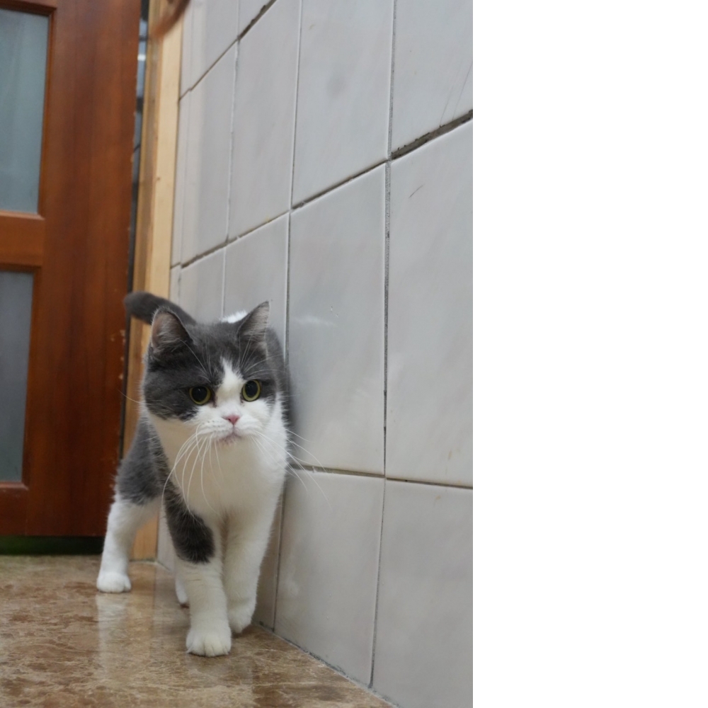 藍白賓士英短貓咪(退