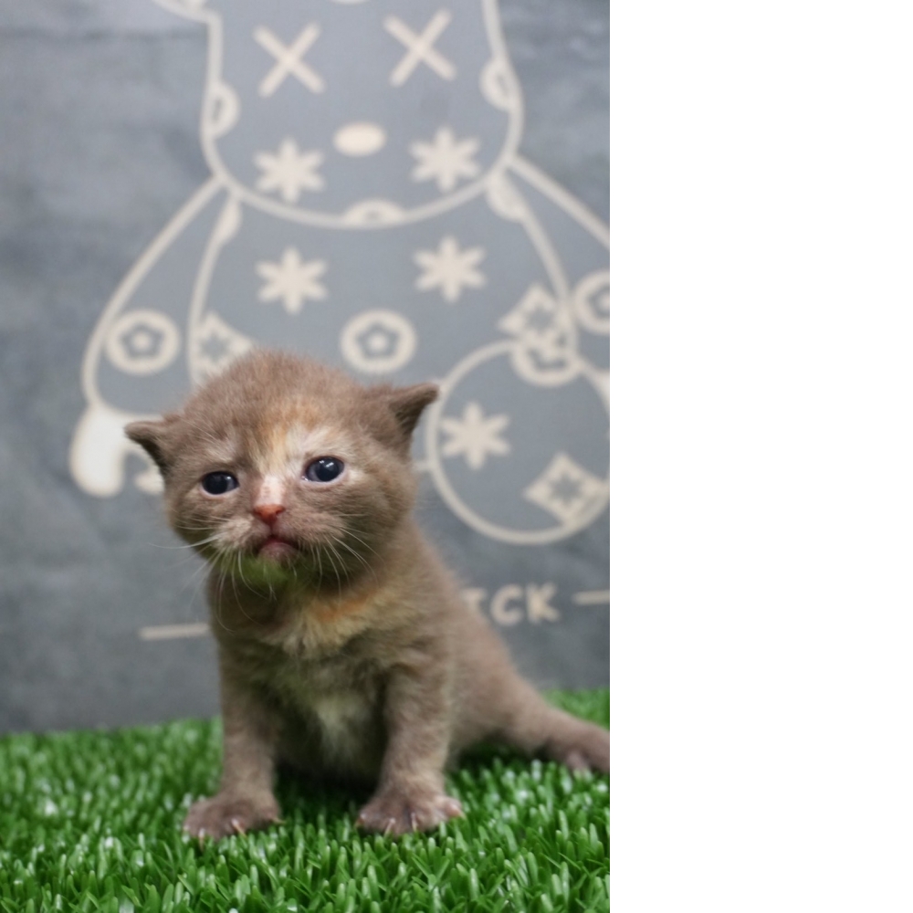 肉桂色英短貓咪(20