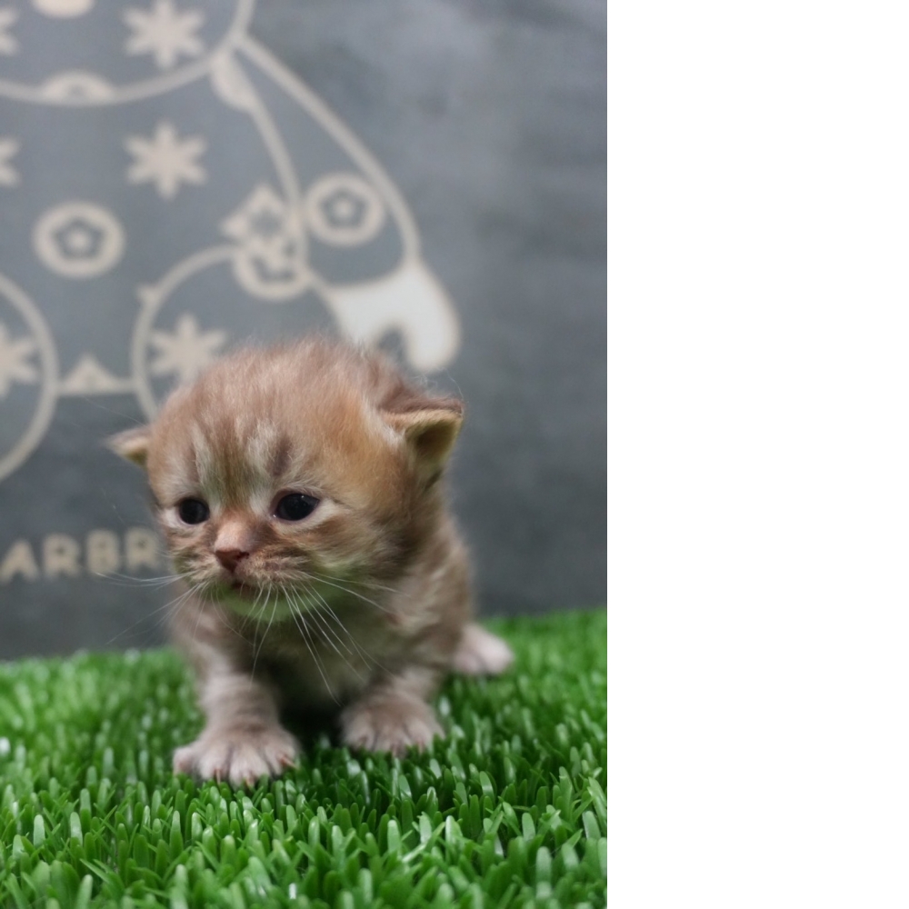 肉桂色英短貓咪(20