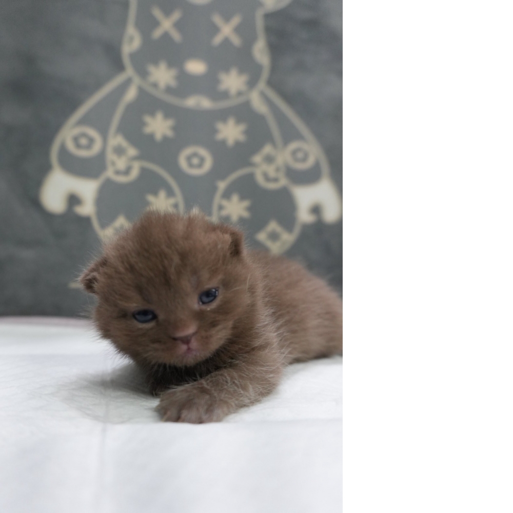 紫丁香賓士英短貓咪&紫丁香英短貓咪&肉桂色英短貓咪(2026.01.01誕生)